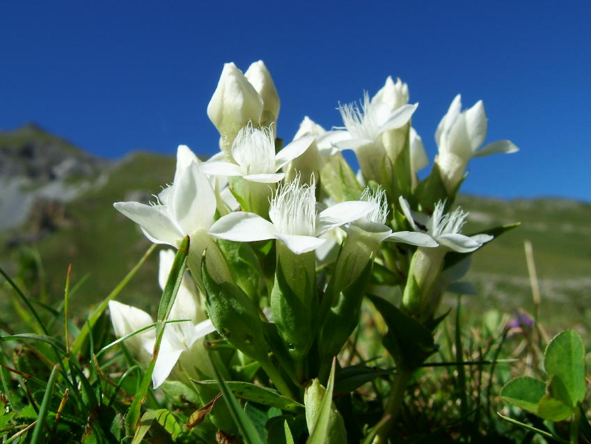 Flora Alpina delle Alpi Occidentali